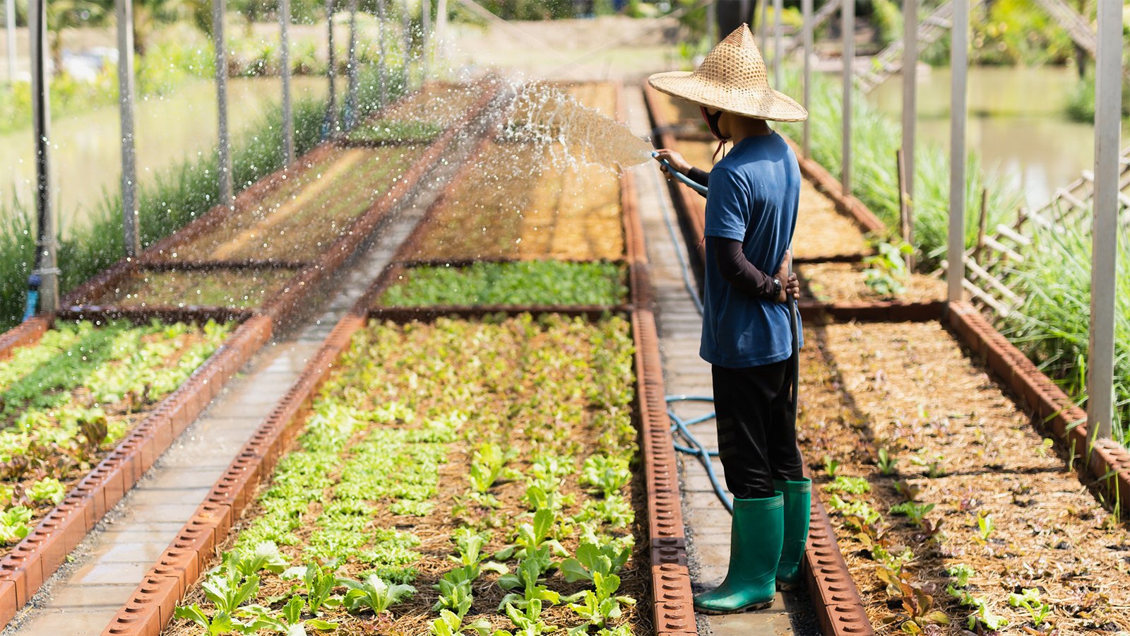 Pest Control & Disinfection